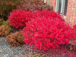 Bright red shrubs lining a brick house beside a gravel path