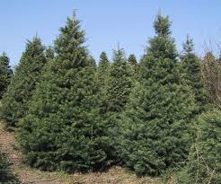 A group of green evergreen trees standing outdoors under a clear blue sky.