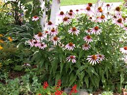 Pink coneflowers blooming in a lush green garden border