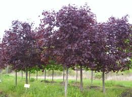 Row of young trees with dark purple leaves in a grassy nursery field