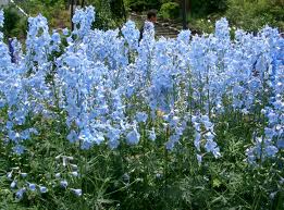 Field of light blue flowers with a person in the background among the blooms