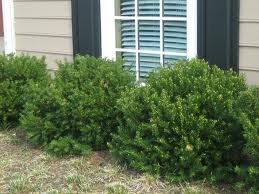 Three green shrubs beneath a window on a house exterior
