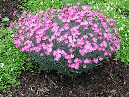 Pink flowering ground cover in a garden bed surrounded by green foliage and mulch