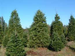 Row of evergreen trees in a grassy field under a clear blue sky
