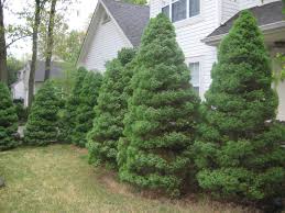 Row of neatly trimmed evergreen shrubs beside a house and lawn