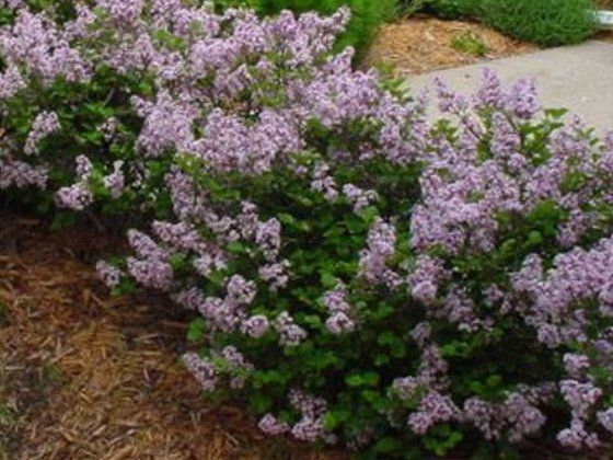 Purple lilac bushes blooming beside a path in a garden