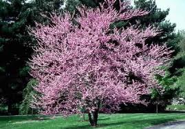 Pink flowering tree in a green park lawn with tall evergreen trees behind it