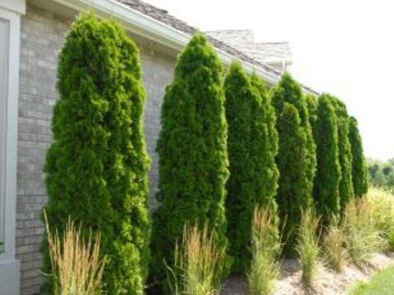 Row of tall green evergreen shrubs beside a house wall with ornamental grasses at the base