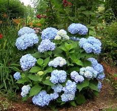 Blue hydrangea bush in a garden with lush green leaves and surrounding flowers