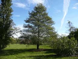 Sunny grassy field with a tall tree centered under a blue sky with wispy clouds