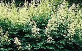 Dense field of flowering cannabis plants with pale green tops