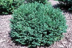 Round green shrub in a mulched garden bed