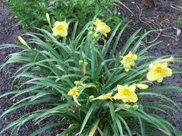Yellow daylilies blooming in a green garden bed