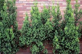 Row of tall green shrubs growing against a red brick wall