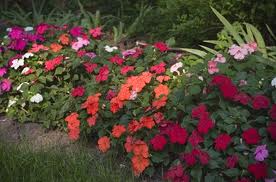 Colorful flower bed with pink, red, orange, and white blooms along a garden border