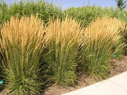 Ornamental grasses with tan plumes planted along a sunny sidewalk
