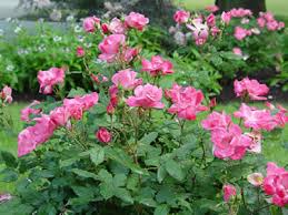 Pink roses blooming in a green garden bed