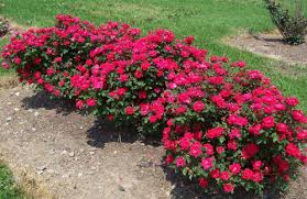 Bright pink flower bed in a landscaped garden with green grass and bare soil.