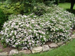 White and pink flowers blooming in a garden bed bordered by stones and surrounded by green grass