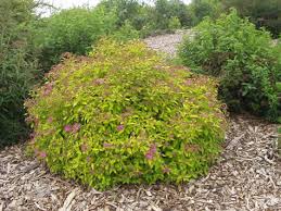 Round green shrub with pink flowers in a mulched garden bed outdoors