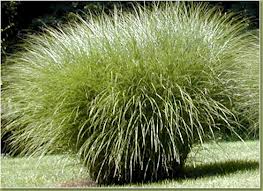 A large tuft of tall green ornamental grass in a landscaped garden area.
