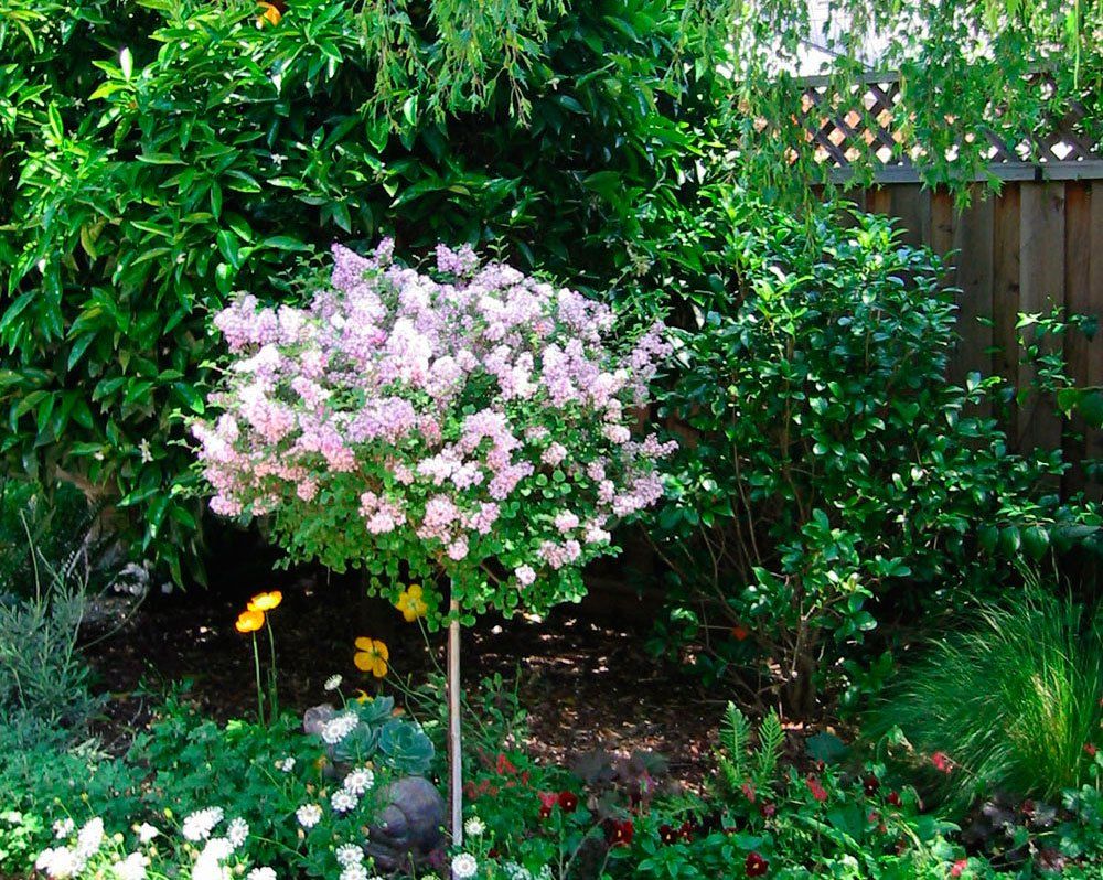 Pink flowering shrub in a lush garden with green foliage and a wooden fence background