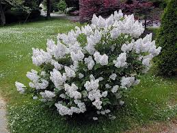 White flowering shrub in a grassy garden, with pink trees and greenery in the background