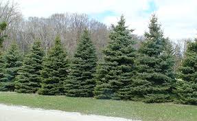 Row of evergreen trees along a grassy roadside with leafless trees in the background