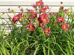 Pink daylilies blooming in a garden bed with green foliage and a white fence behind them