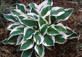 Variegated green-and-white hosta plant growing in a garden bed