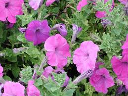 Pink and purple petunias blooming among green leaves