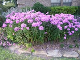 Pink flowers blooming along a stone edge in a garden beside a building