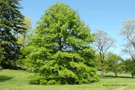 Lush green tree in a sunny park with blue sky and grassy field