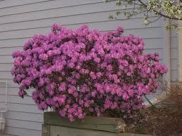Pink azalea bush blooming beside a house wall