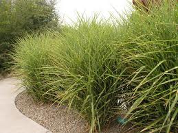 Curved concrete path beside tall green ornamental grasses and shrubs in a landscaped garden