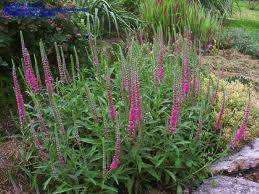 Pink flower spikes in a lush green garden bed beside a stone path