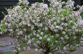 Flowering shrub with white blossoms beside a stone path in a garden