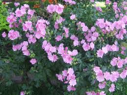 Pink flowers blooming amid green foliage in a lush garden patch
