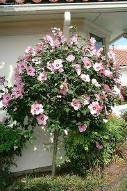 Pink flowering shrub by a house wall and roof eave in a garden setting