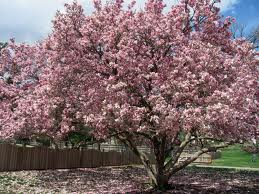 Pink flowering tree in bloom beside a house in a suburban yard