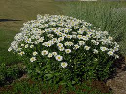 White daisies blooming in a garden bed with green foliage and ornamental grass