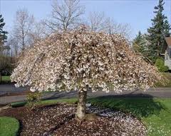 Flowering weeping tree with pink blossoms in a grassy yard under a blue sky