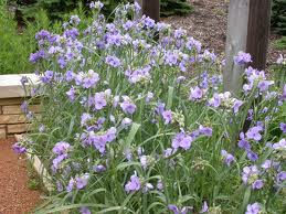 Purple wildflowers blooming beside a stone wall in a garden