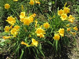 Yellow flowers blooming in a green garden bed