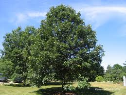 Large leafy green tree in a sunny grassy field under a blue sky