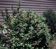 Dense green shrub with small red berries in front of a wooden wall
