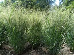 Tall green grasses growing densely in a sunny field