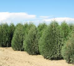 Row of dense green shrubs growing in sandy soil under a blue sky