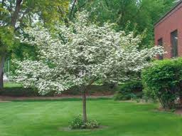 Flowering tree in a green lawn beside a brick building