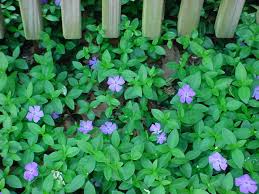Small purple flowers among dense green ground cover beneath a wooden fence